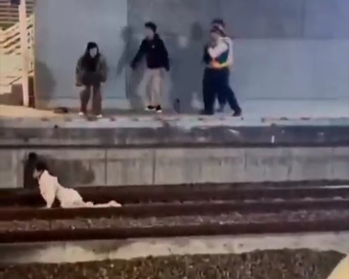 #台湾 #缅北杀猪盘_For Freedom